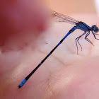 Familiar Bluet