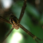 Mangrove St. Andrew's Cross Spider