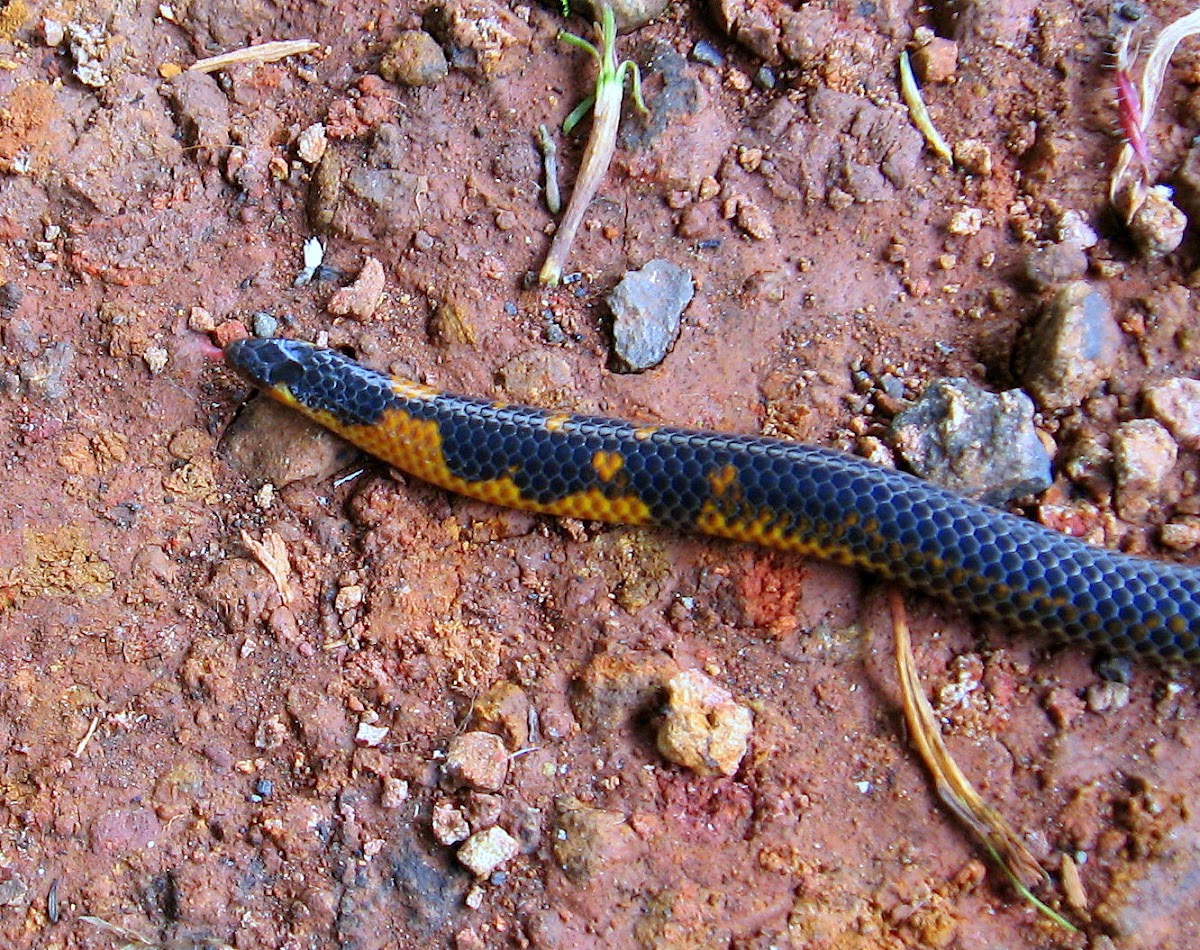 Shield Tail Snake