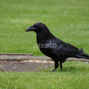 by Bernardo Carmo - Animals Birds