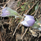 Pasqueflower