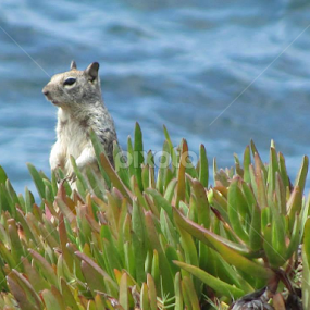 la jollas finest at beach by Susan Jennings - Uncategorized All Uncategorized