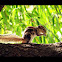 Indian Palm Squirrel