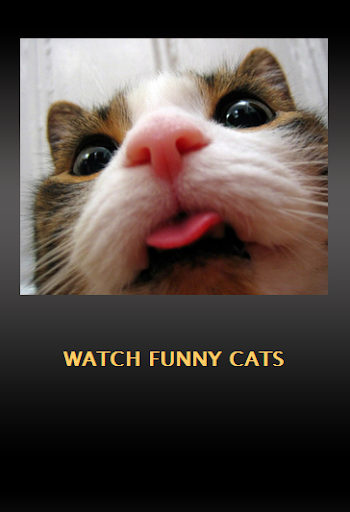 Watch Funny Cats