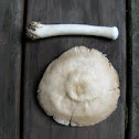 Fawn Mushroom (Pluteus cervinus) [1 of 2]