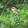 Brown Shrike