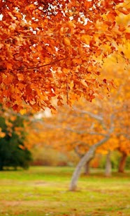 How to install Autumn Wallpapers 1.1 mod apk for laptop