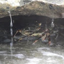 Thin Shelled Rock Crab