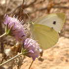 The Southern Small White
