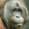 Orangutan, Bornean