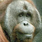 Orangutan, Bornean