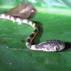 Chunk-headed  tree snake
