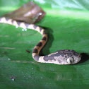 Chunk-headed  tree snake