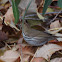 Ovenbird