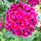 Dianthus