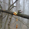 Mistletoe (Seeds)