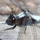 Chalk-fronted corporal  