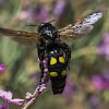Mammoth Wasp
