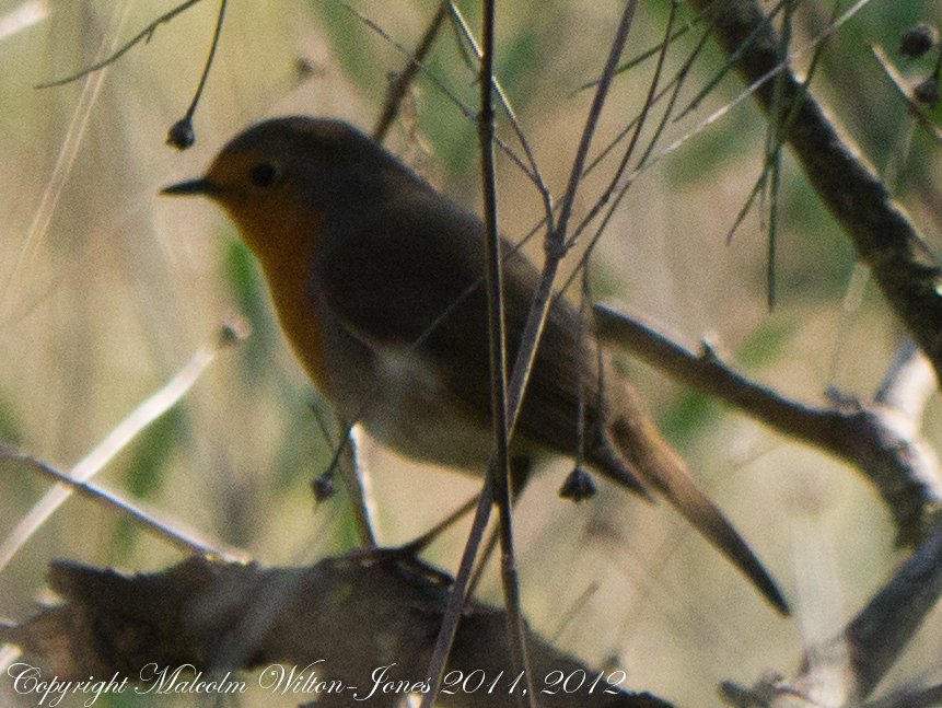 Robin; Petirrojo