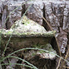 Bracket Fungi