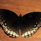 Great Eggfly (Female)