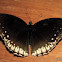 Great Eggfly (Female)