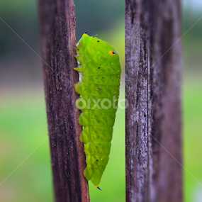 monster by Jumeidi Photograf - Animals Insects & Spiders