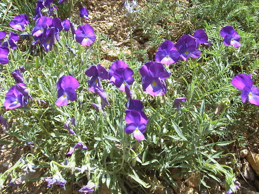 Allchar Violets