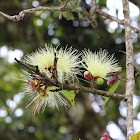 Malabar Plum