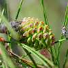 Stone pine female cone with anthomyia sp.