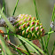 Stone pine female cone with anthomyia sp.