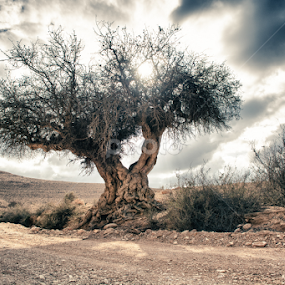 Old and Lonely by Ronen Rosenblatt - Landscapes Deserts