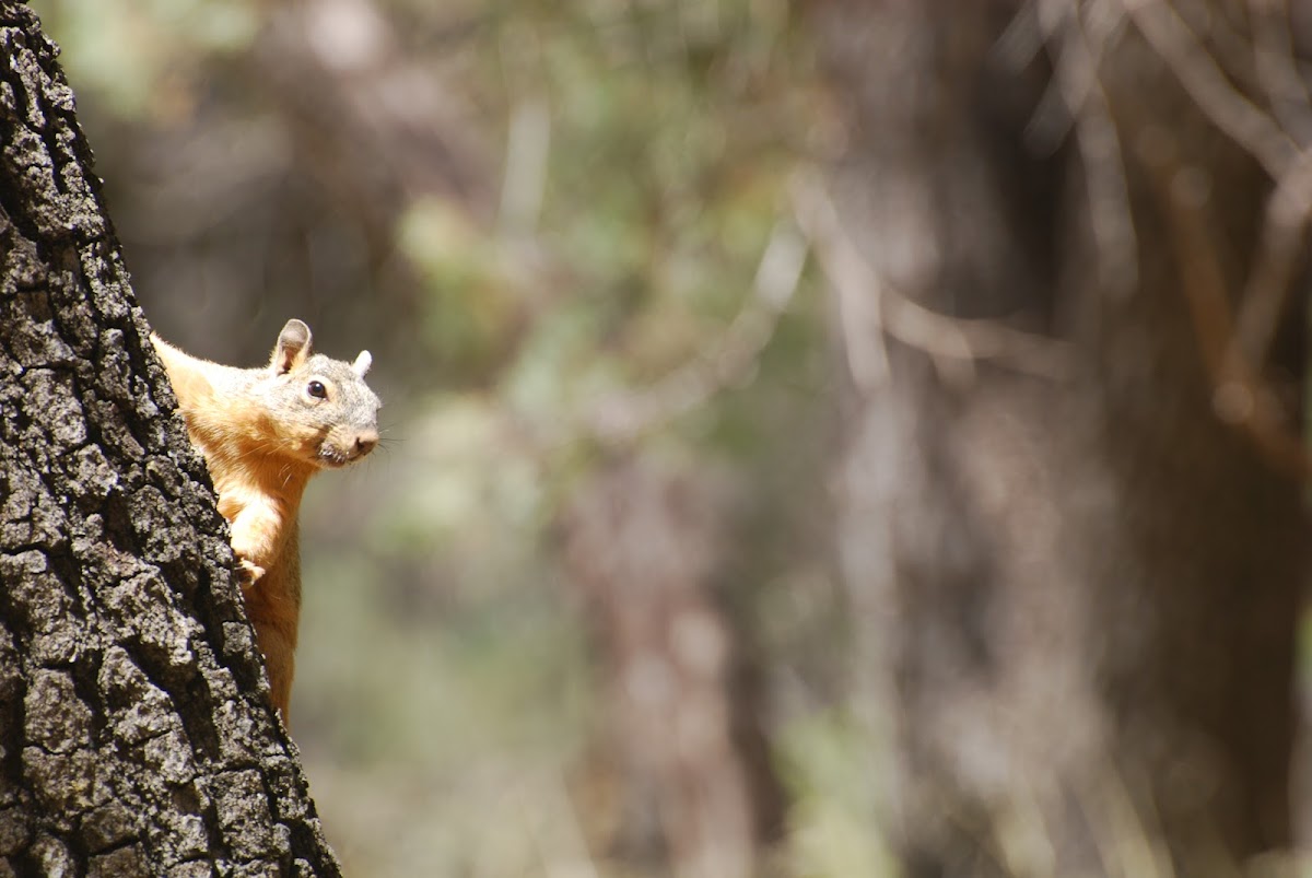 Chiricahua Fox Squirrel