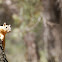 Chiricahua Fox Squirrel