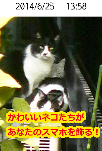 かわいい猫壁紙【ねことけい】