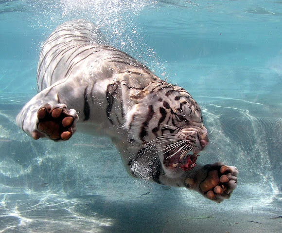 white tigers underwater