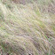 Marsh hay cordgrass