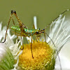 Scudder's bush katydid (nymph)