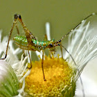 Scudder's bush katydid (nymph)