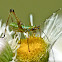 Scudder's bush katydid (nymph)