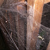 Araneomorph funnel-web spider
