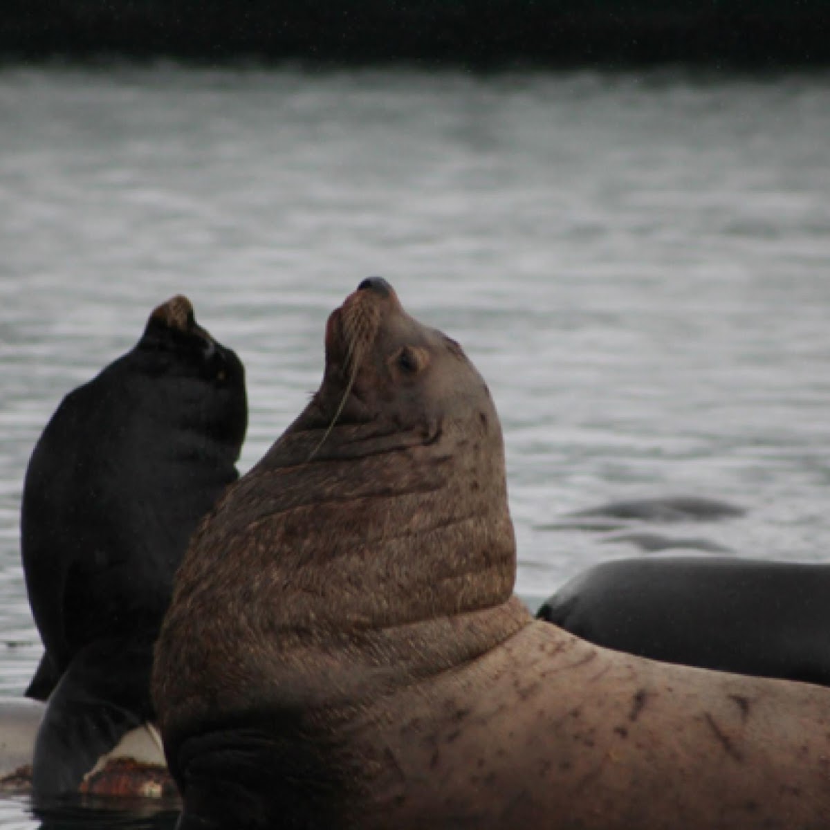 Sea Lion