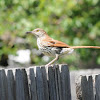 Brown thrasher (adult with fledgling)