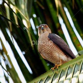 Shikra... by Nithya Purushothaman - Animals Birds