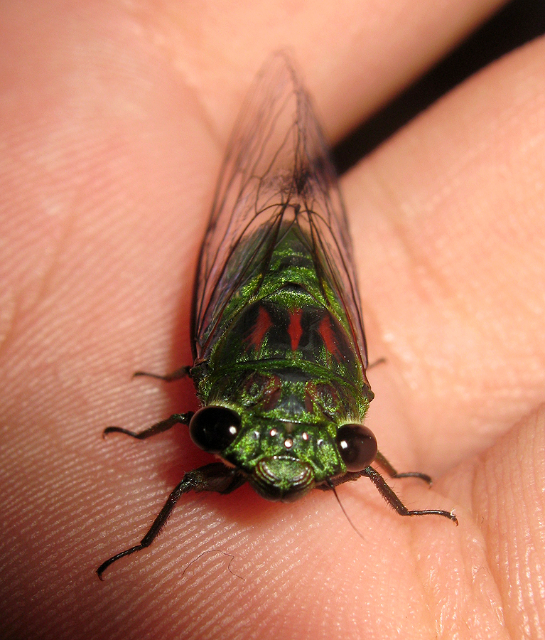 Shiny Cicada