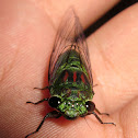 Shiny Cicada
