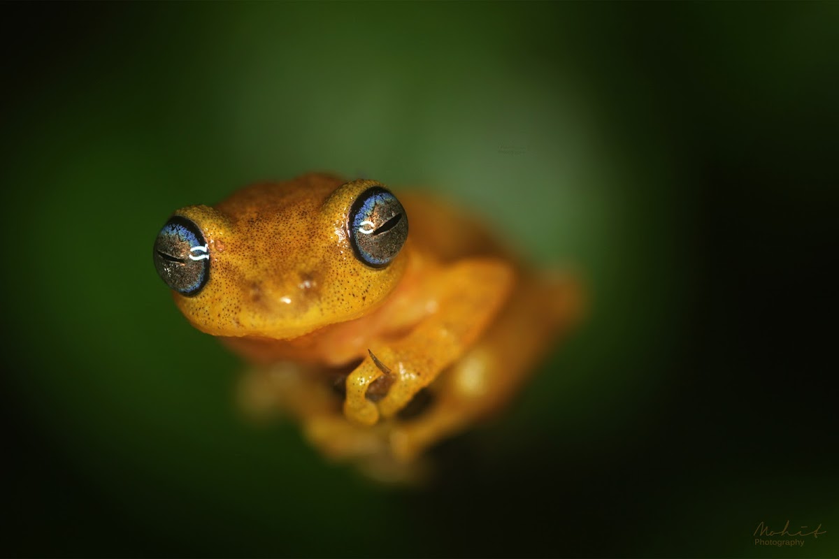 Blue-eyed Bush Frog