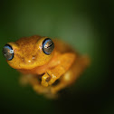 Blue-eyed Bush Frog