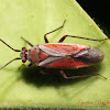 Scarlet Plant Bug