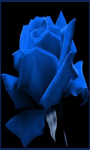 Roses Bleues wallpaper